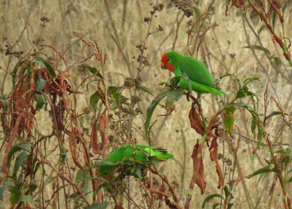 Red-headed Lovebird - ML102327041