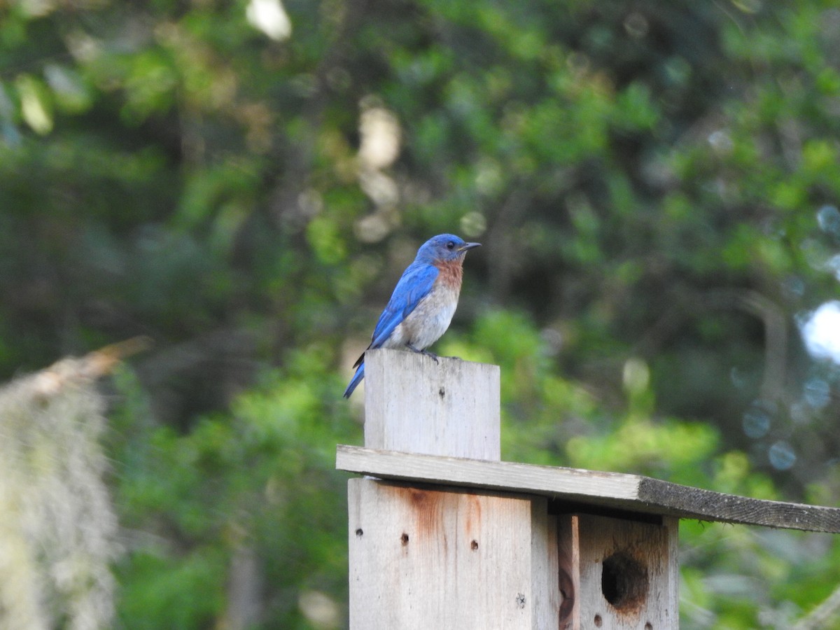 Eastern Bluebird - ML102327751