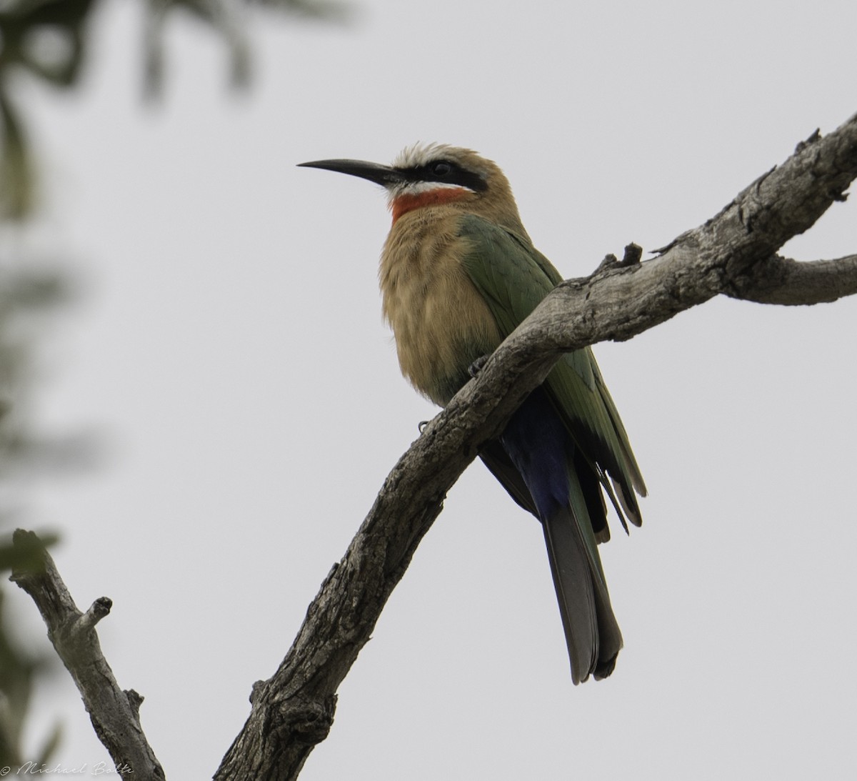 White-fronted Bee-eater - ML102329451