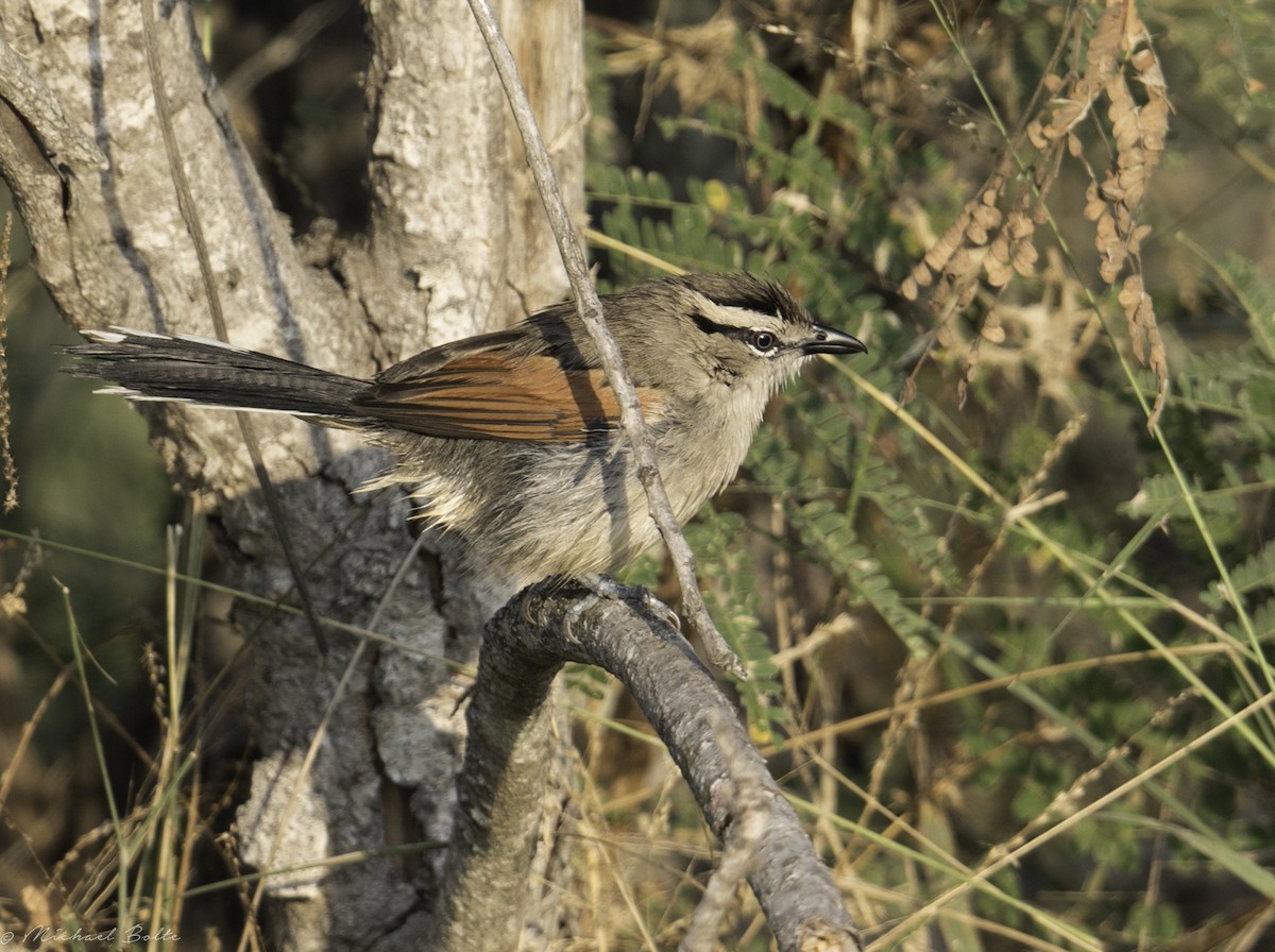 Brown-crowned Tchagra - ML102329871