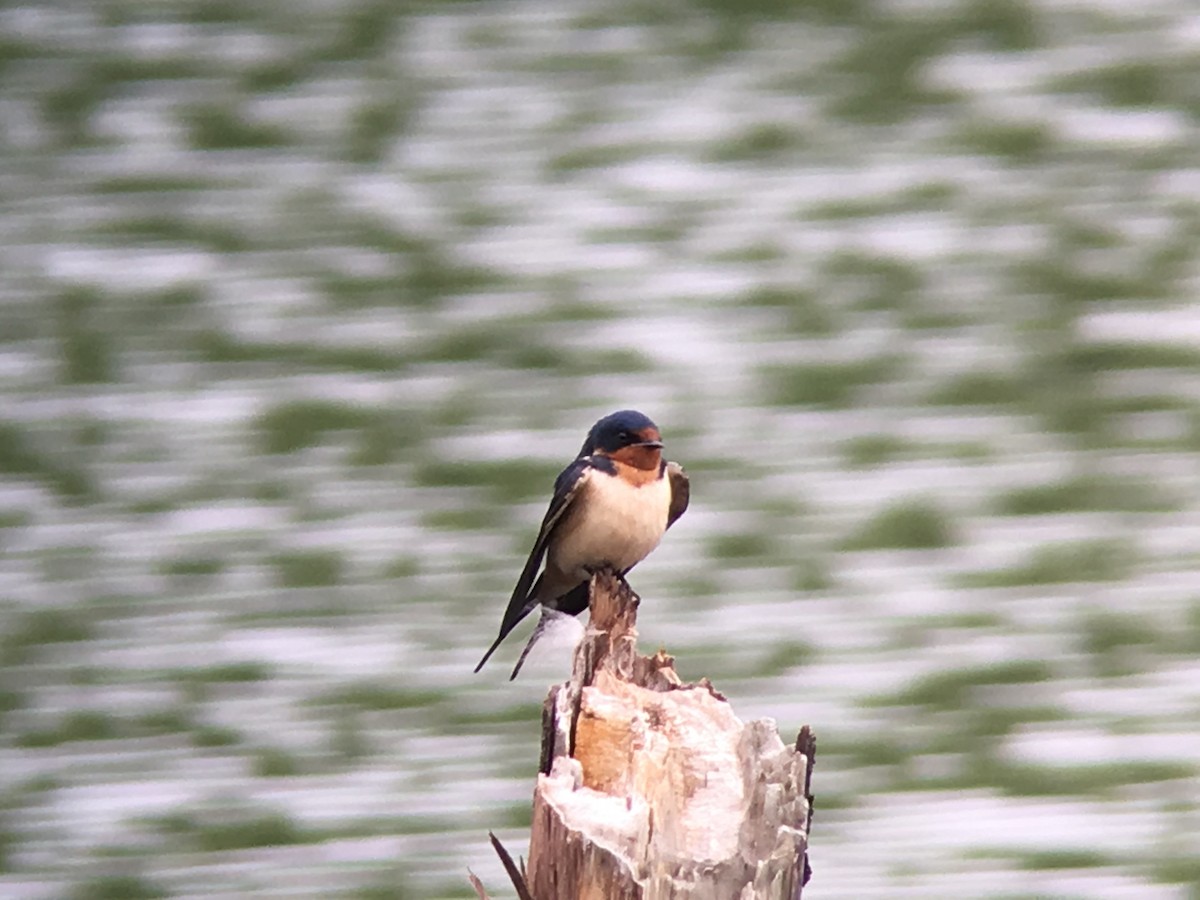 Barn Swallow - ML102330041