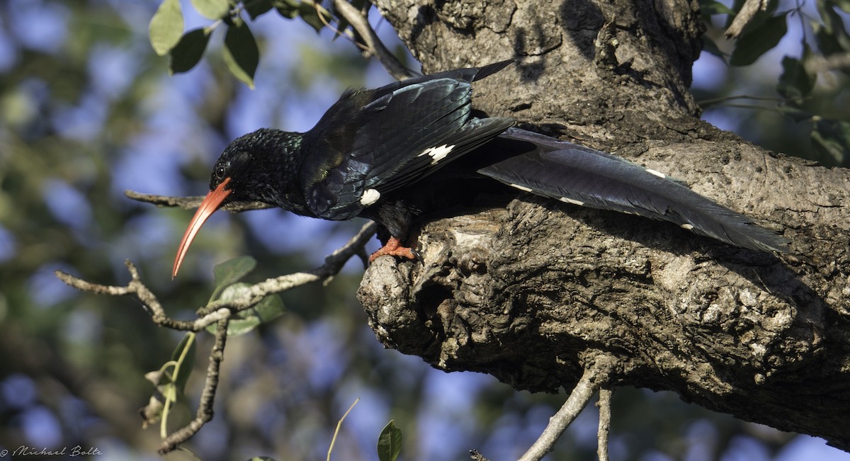 Green Woodhoopoe - ML102330171