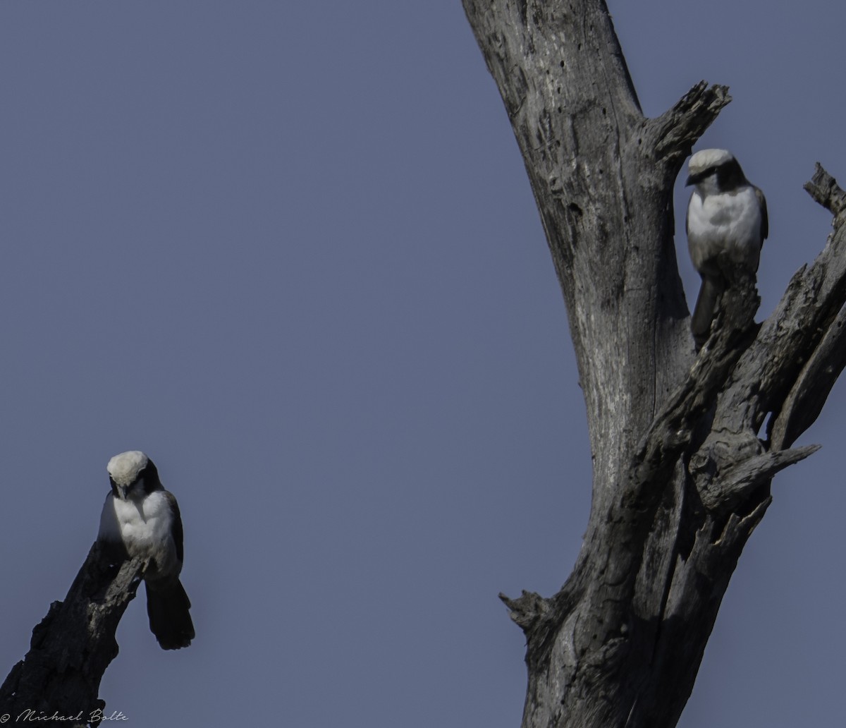 White-crowned Shrike - ML102331051