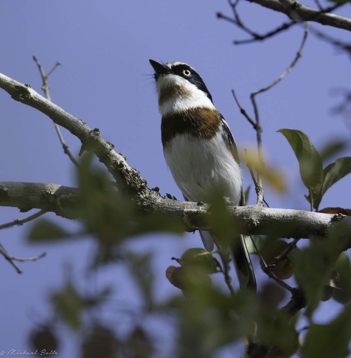 Chinspot Batis - ML102331471