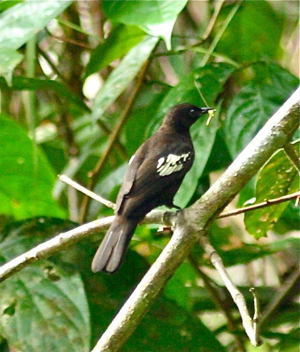 Black-and-white Bulbul - ML102331671