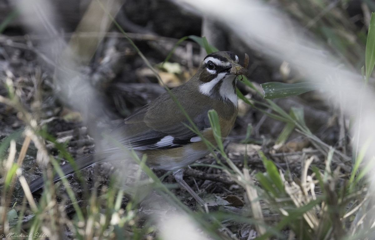 Bearded Scrub-Robin - ML102332041