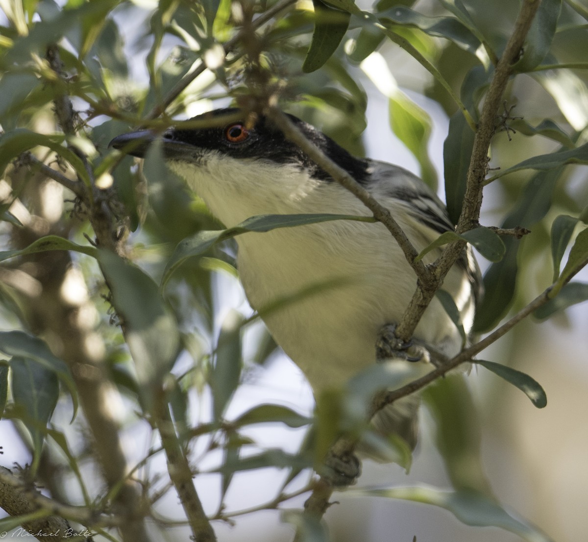 Black-backed Puffback - ML102332741