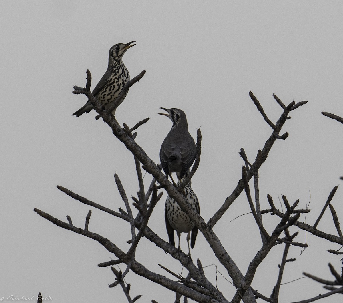 Groundscraper Thrush - ML102333471