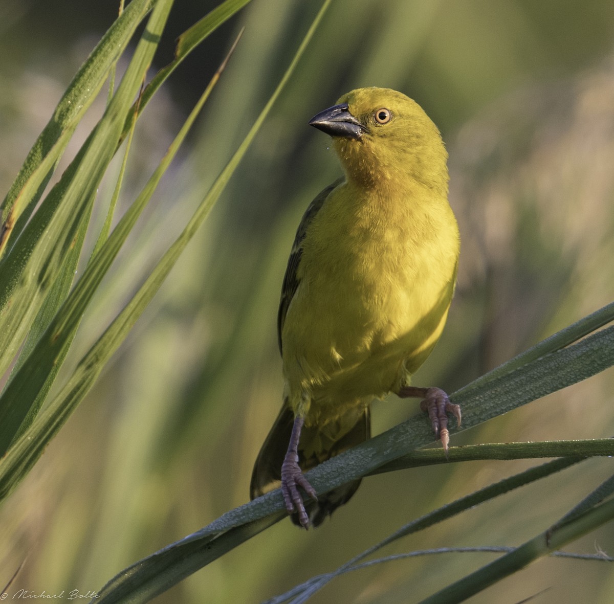 Holub's Golden-Weaver - ML102334181