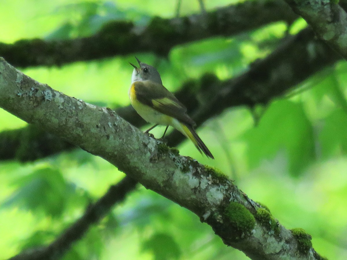 American Redstart - ML102334791