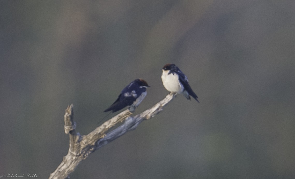 Wire-tailed Swallow - ML102334831