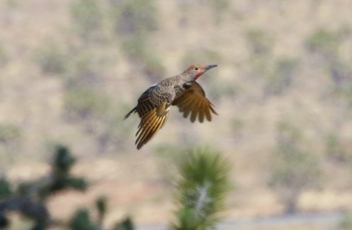 Gilded Flicker - James Bailey 🐦