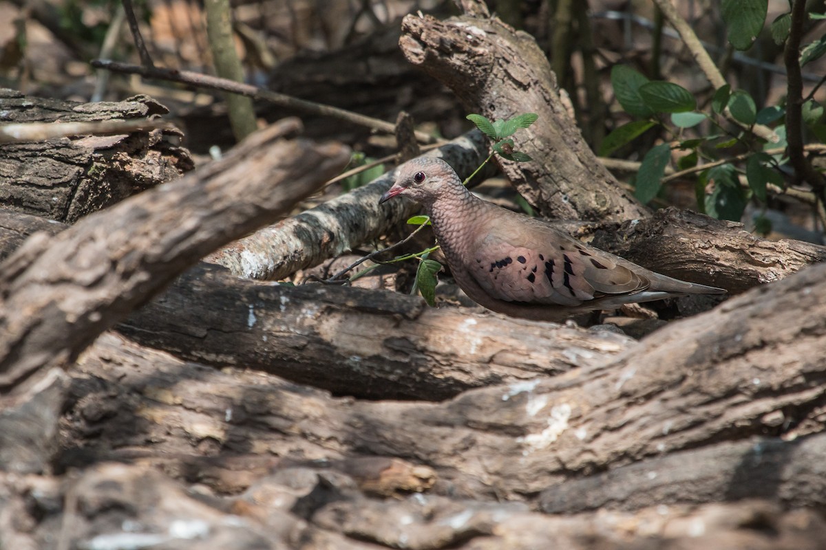 Common Ground Dove - ML102335811