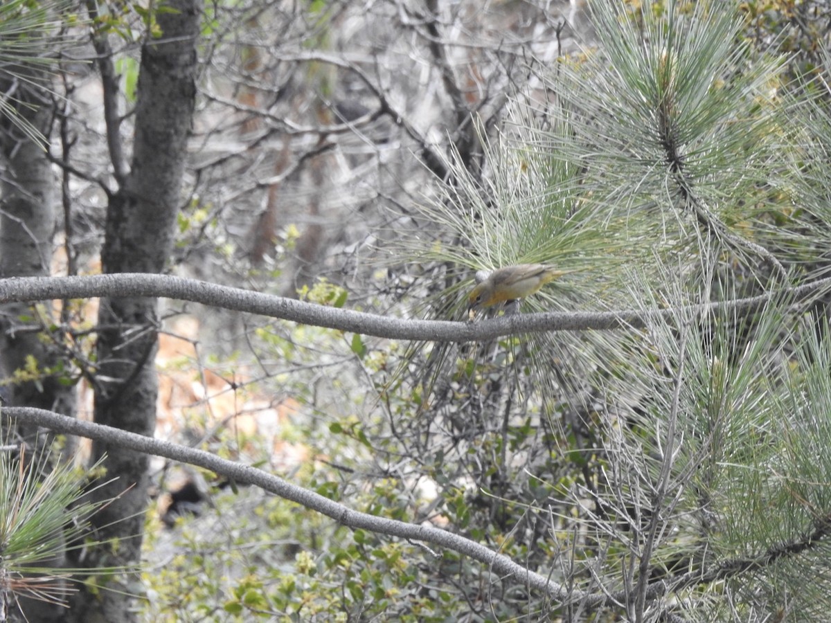 Hepatic Tanager - ML102338631