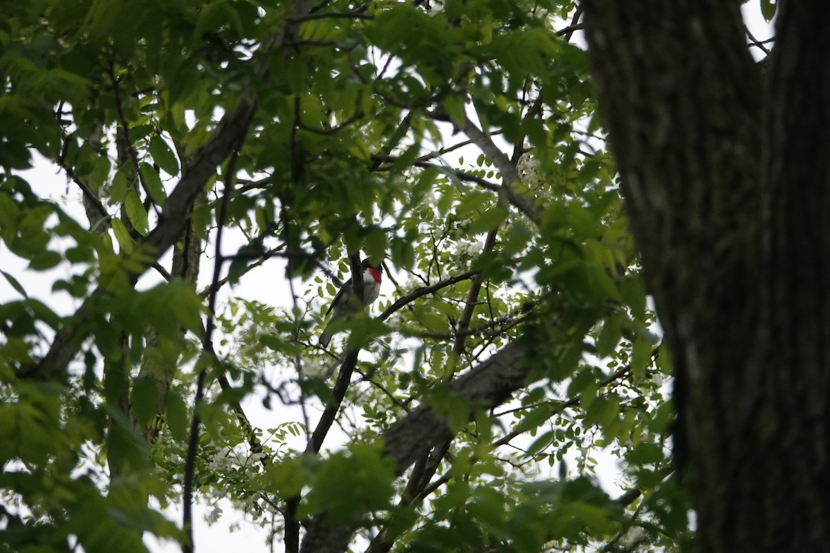 Rose-breasted Grosbeak - ML102339191