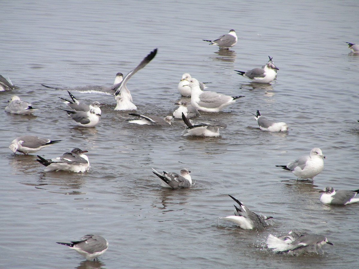 Ring-billed Gull - ML102341521