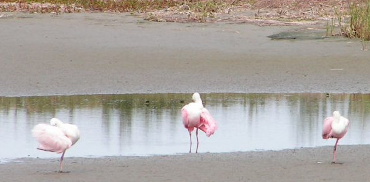 Roseate Spoonbill - ML102341731