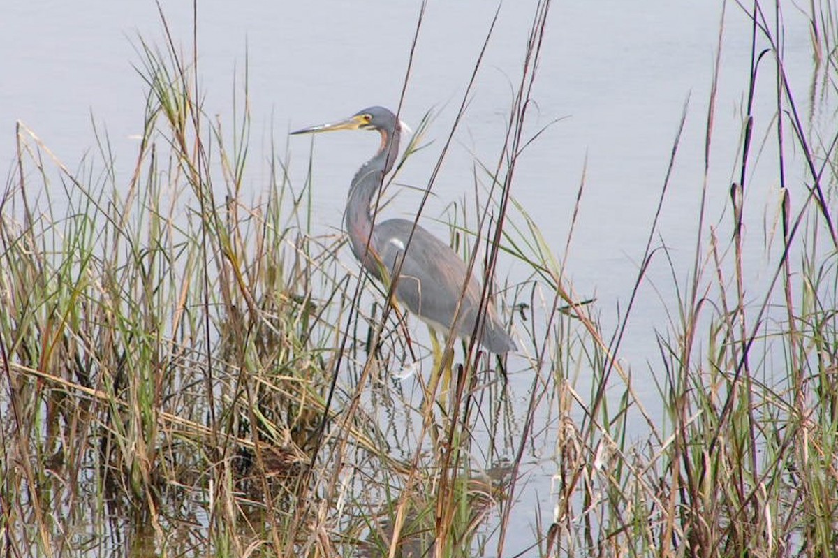 Tricolored Heron - ML102341781