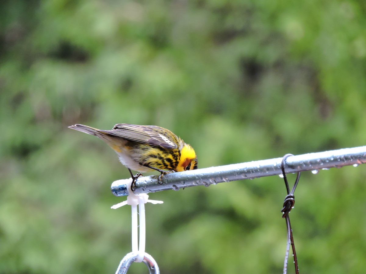 Cape May Warbler - ML102342051