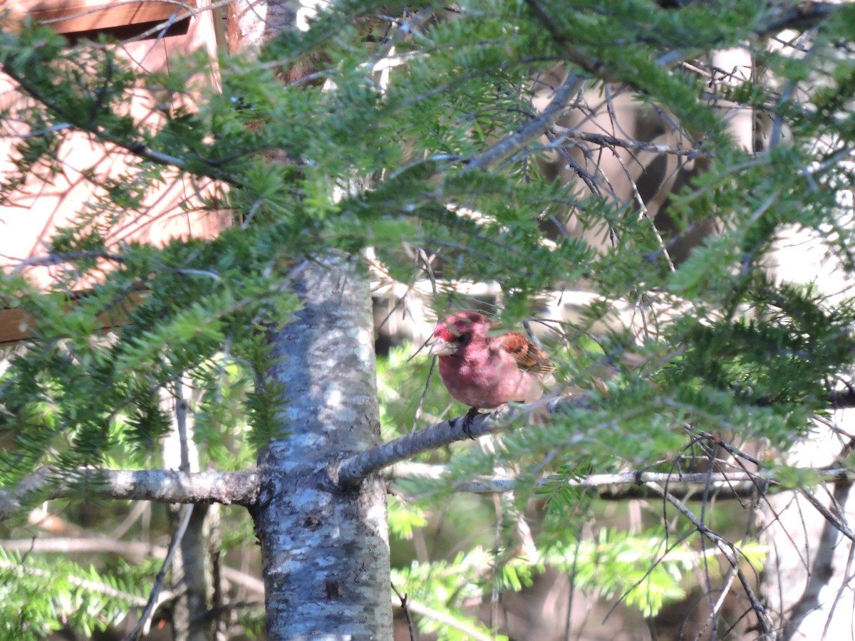 Purple Finch - ML102342201