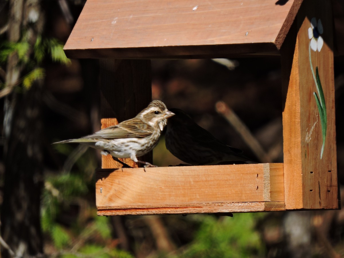 Purple Finch - ML102342271