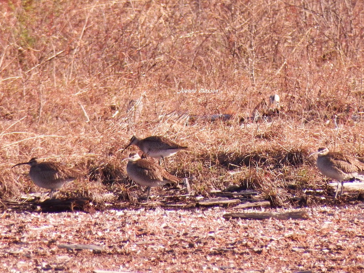 Whimbrel - ML102342601