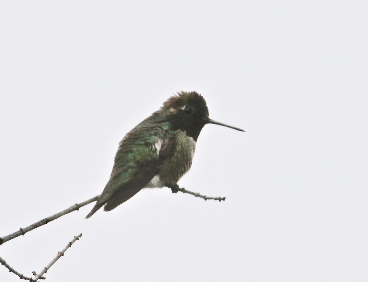 Anna's Hummingbird - ML102343101