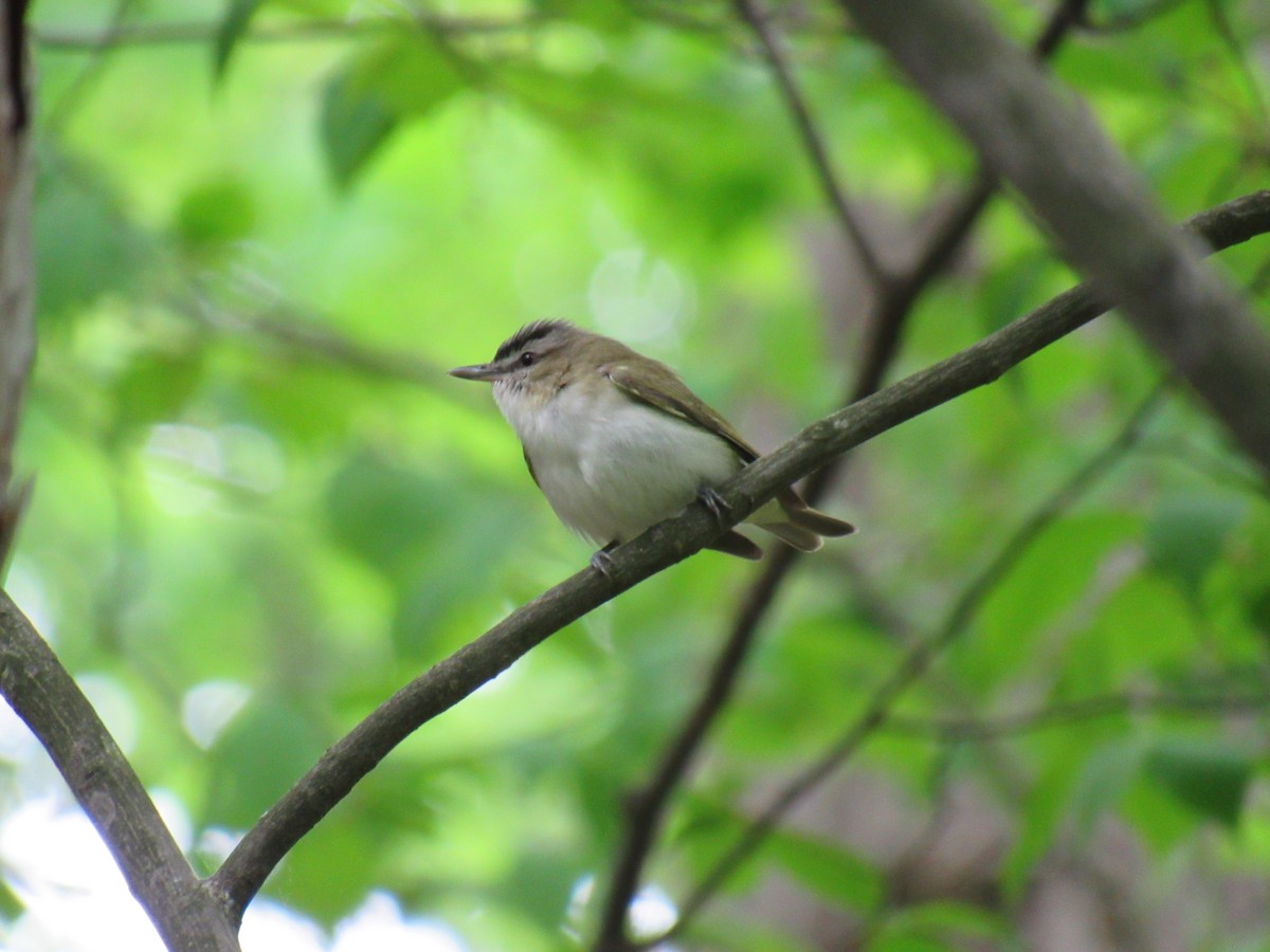 Kızıl Gözlü Vireo - ML102343481