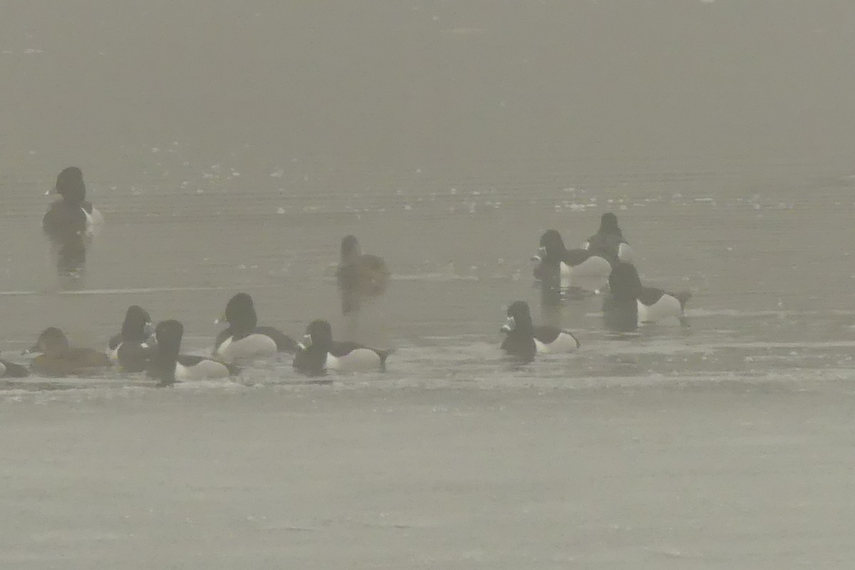 Ring-necked Duck - ML102344341