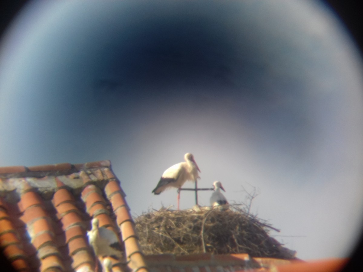 White Stork - Isabel Climent Aroz