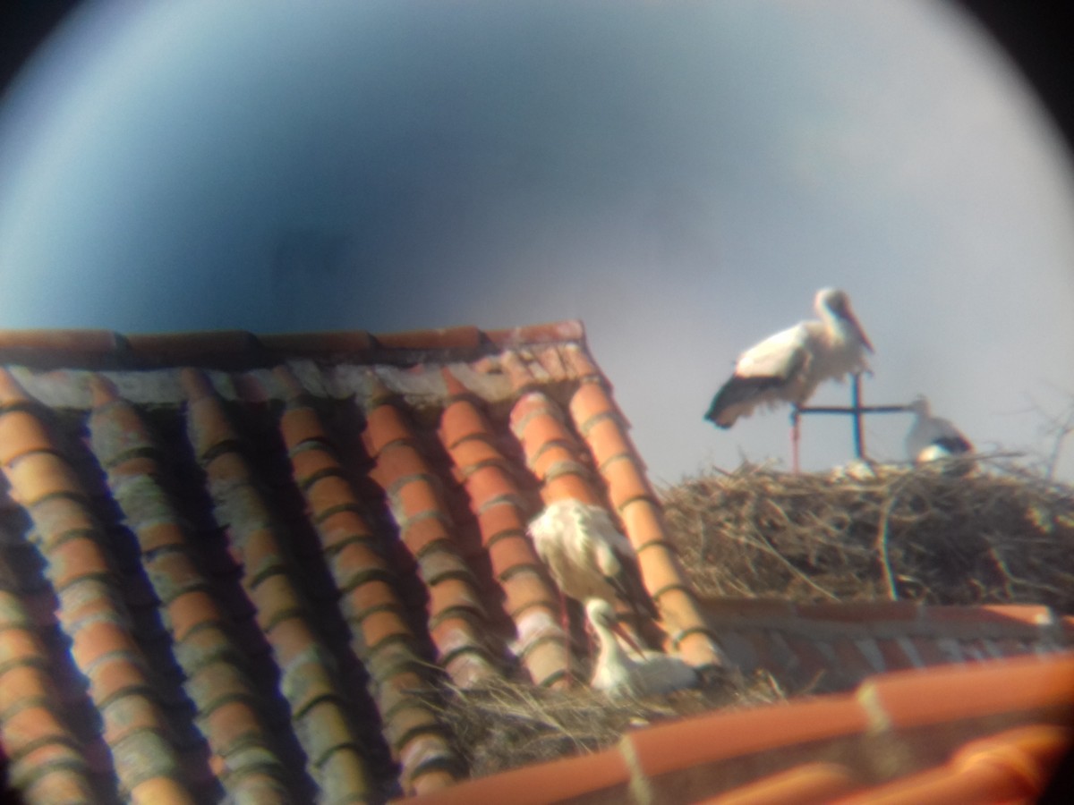 White Stork - Isabel Climent Aroz