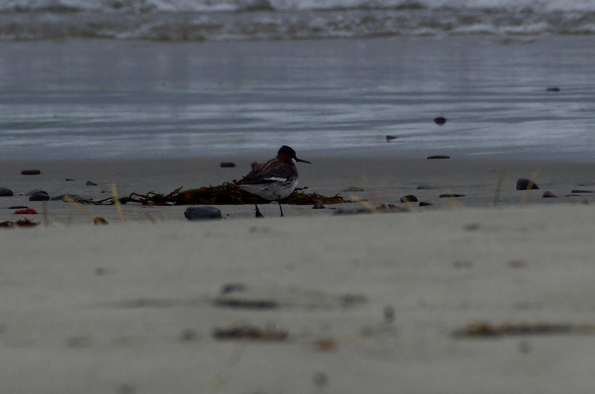 Red-necked Phalarope - ML102348231