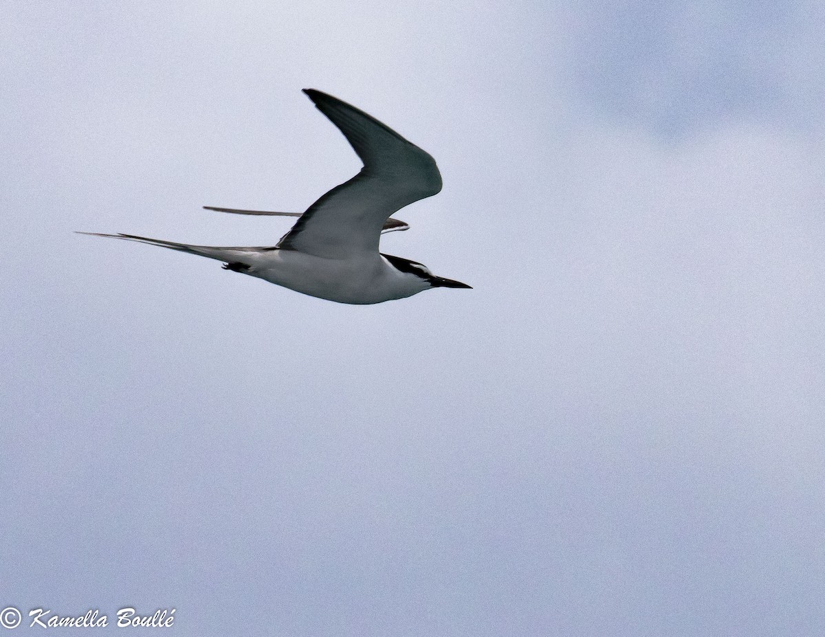 Bridled Tern - ML102350421