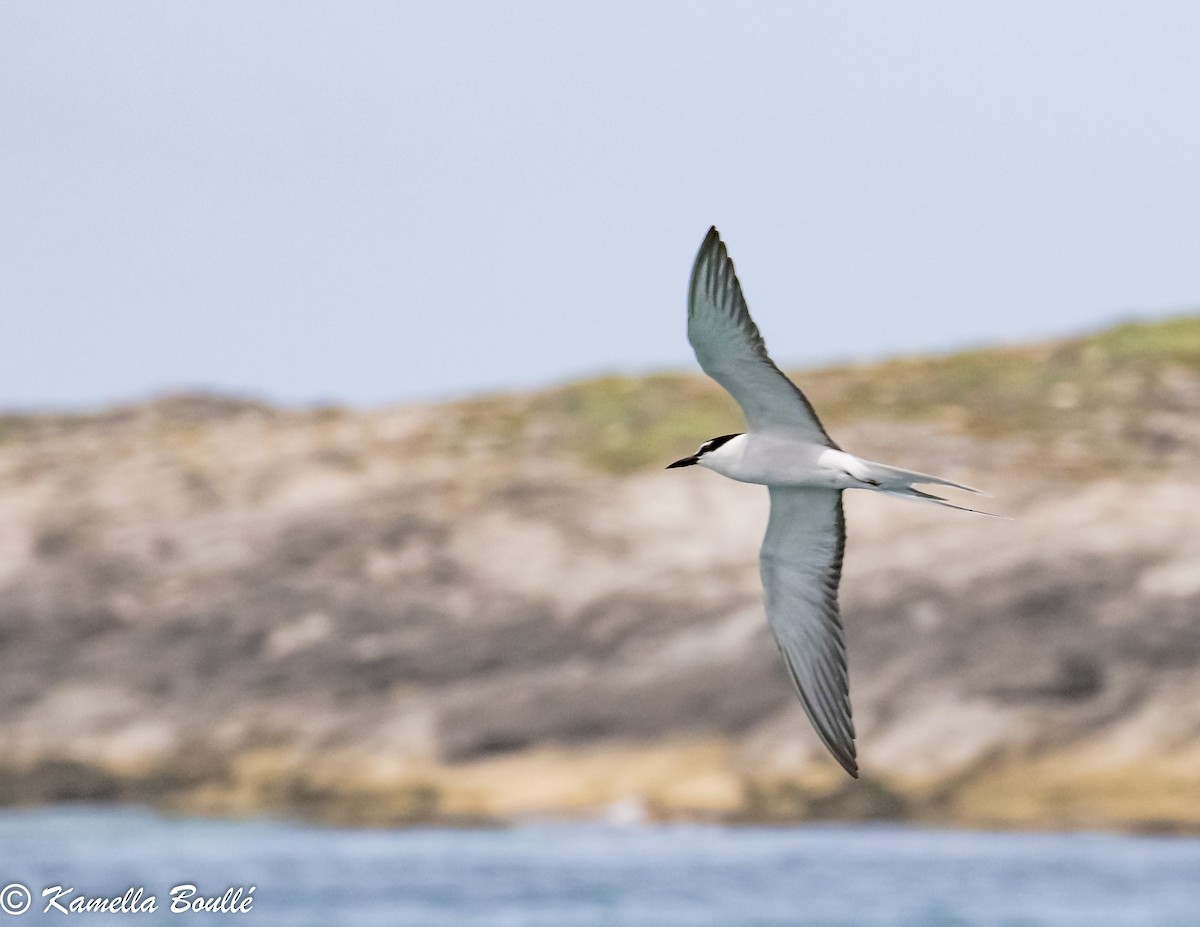 Bridled Tern - ML102350441