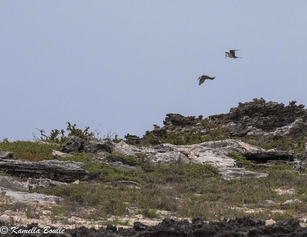 Bridled Tern - ML102350471