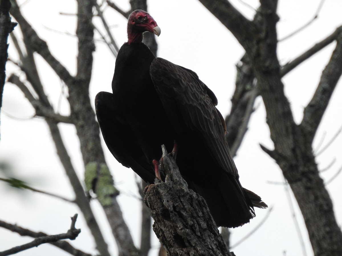 Turkey Vulture - Ron Marek