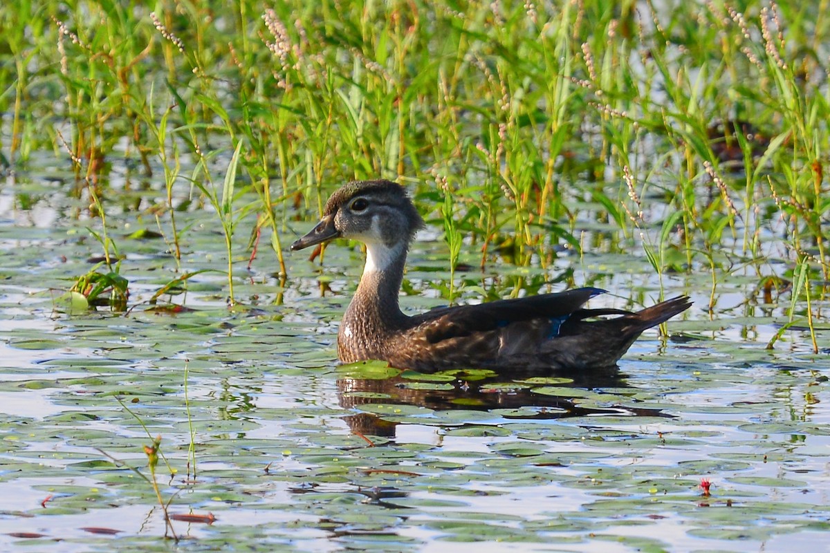 Wood Duck - George Chiu