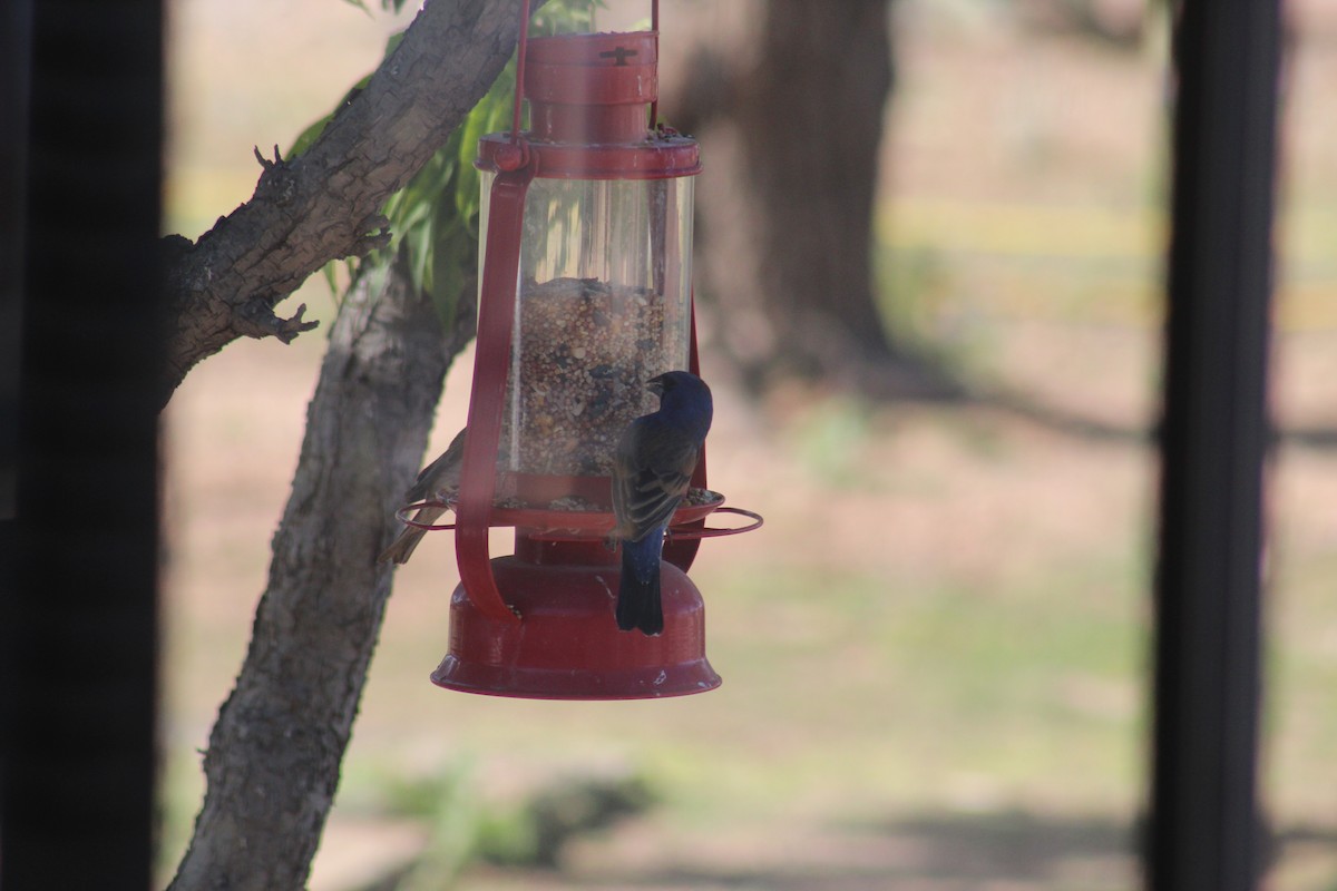 Blue Grosbeak - ML102350991