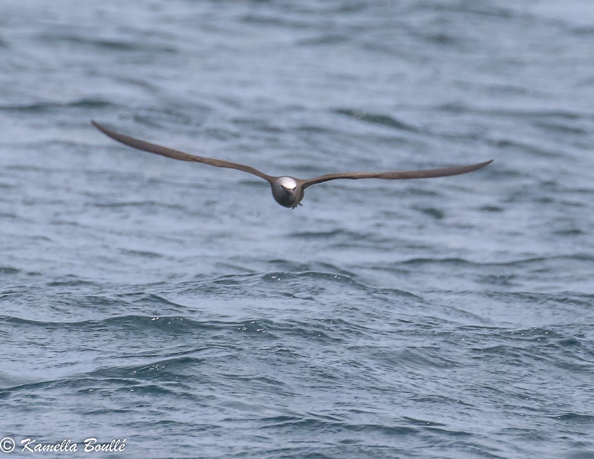 Brown Noddy - ML102351051