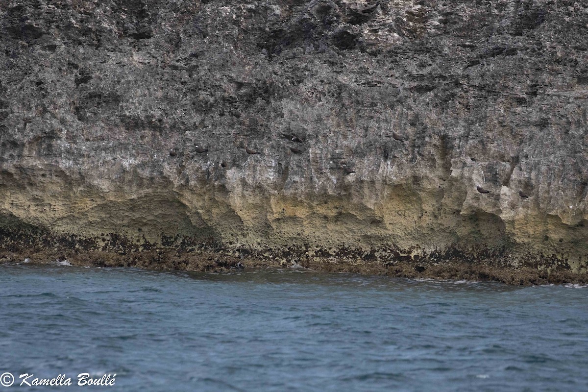 Brown Noddy - ML102351071