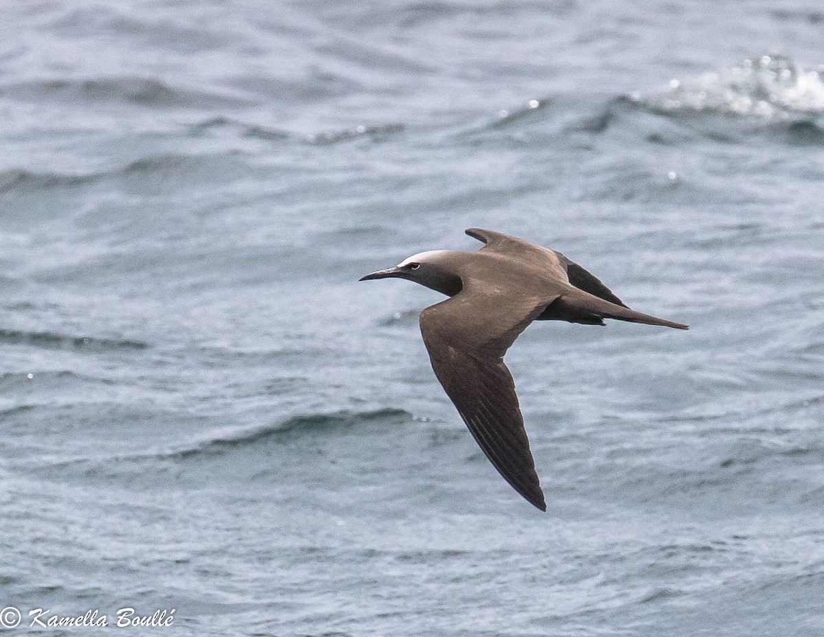 Brown Noddy - Kamella Boullé