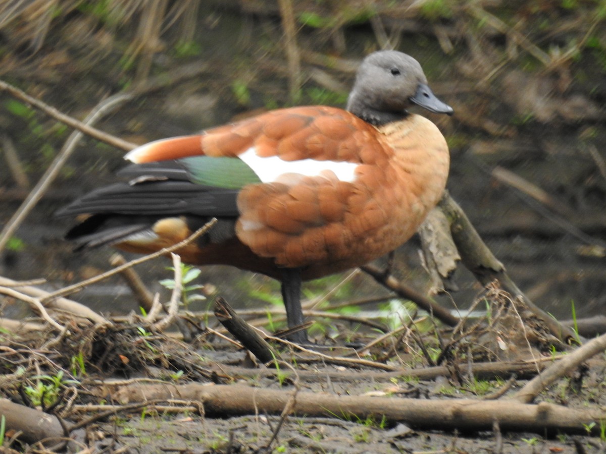 South African Shelduck - ML102351801