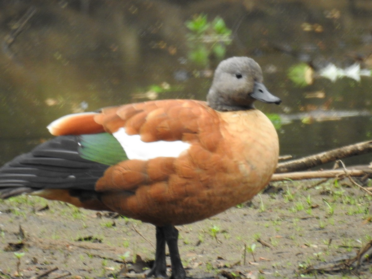 South African Shelduck - ML102352751