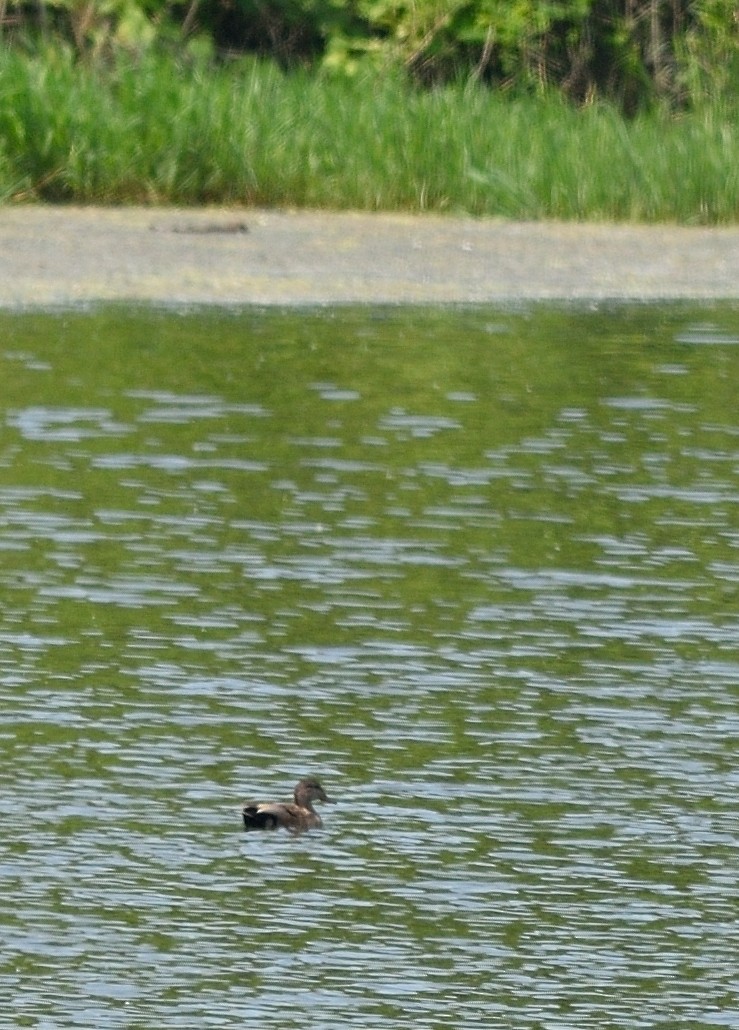 Gadwall - Gordan Pomorišac