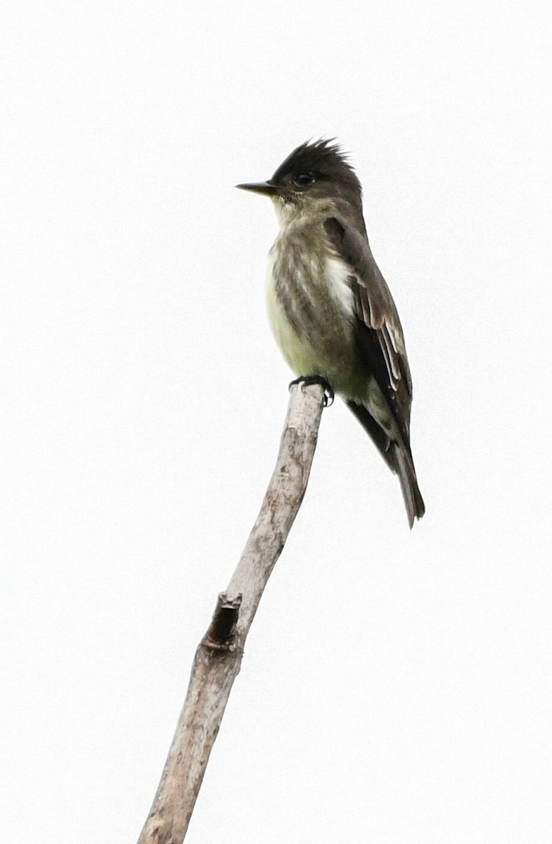 Olive-sided Flycatcher - ML102353331