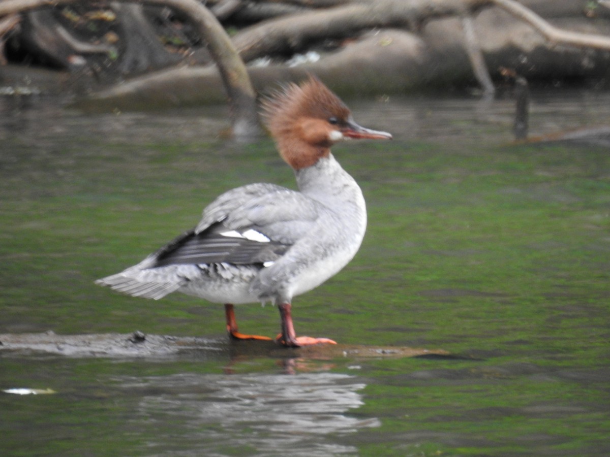 Common Merganser - Les Bledzki