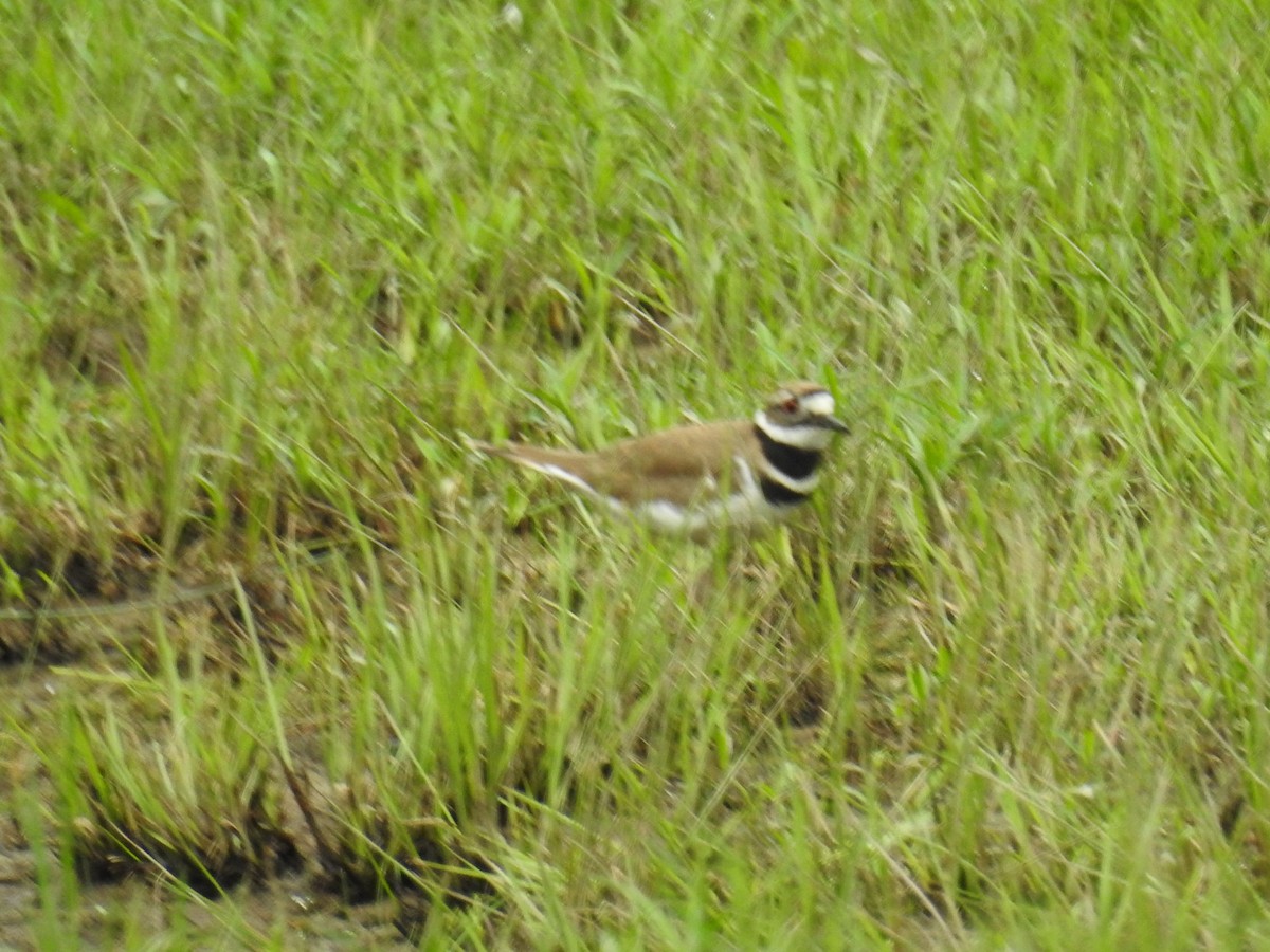 Killdeer - Les Bledzki