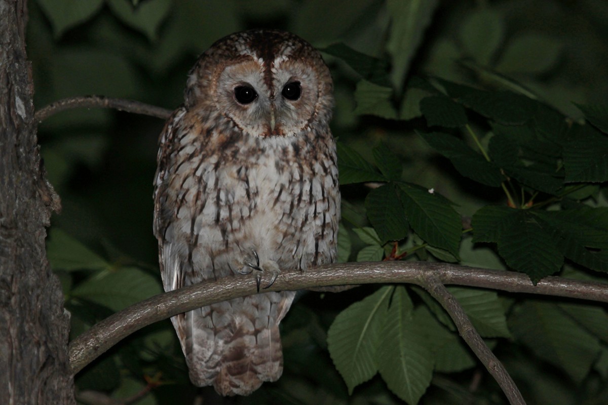 Tawny Owl - César Diez González