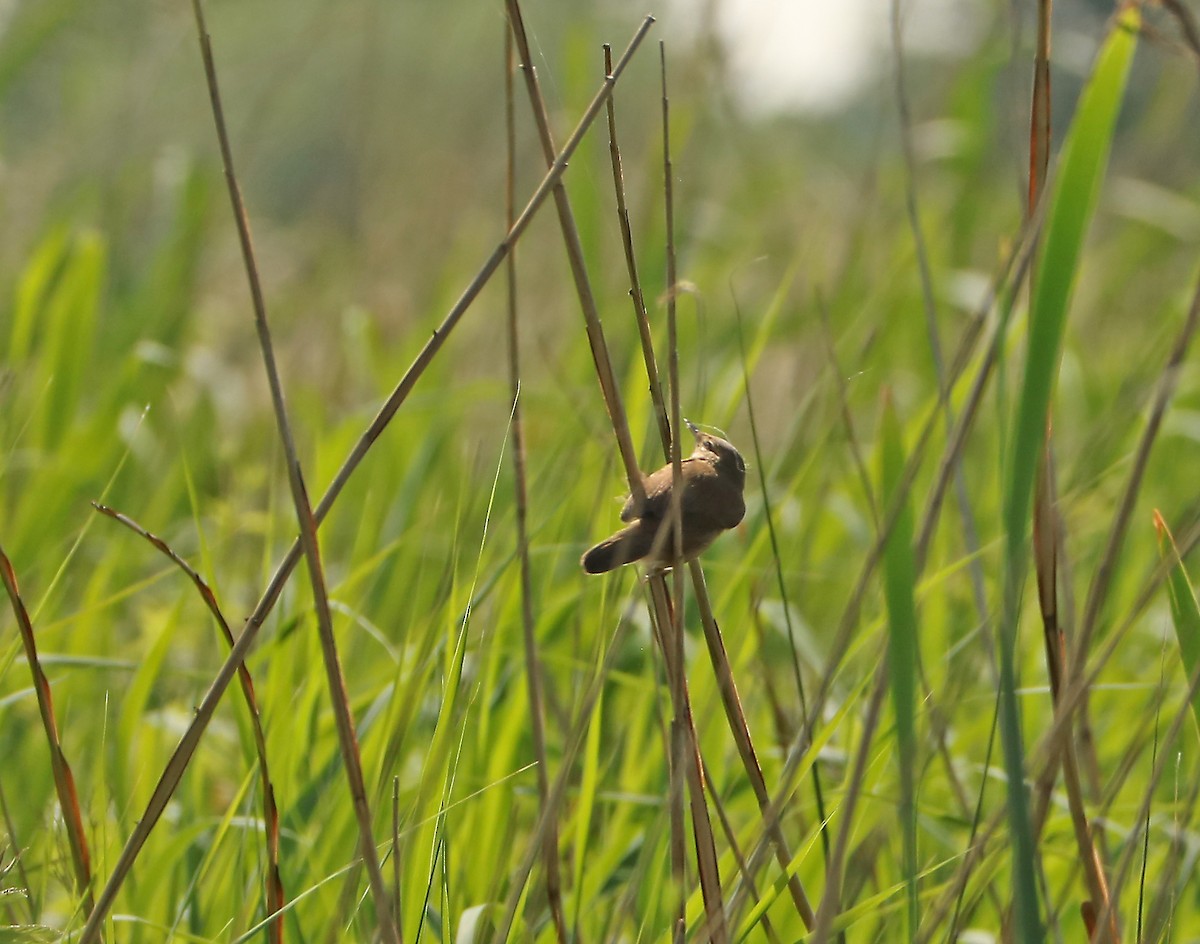 Savi's Warbler - ML102355651