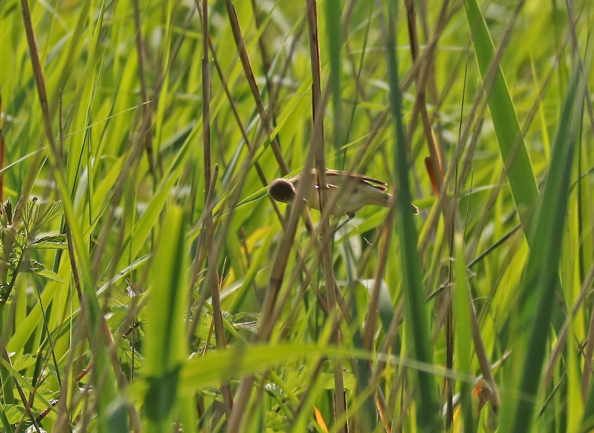 Savi's Warbler - ML102355661